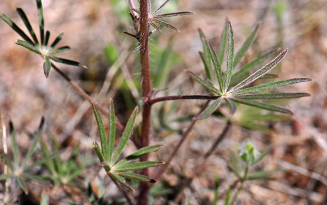 Lupinus sparsiflorus, Coulter's Lupine, Southwest Desert Flora
